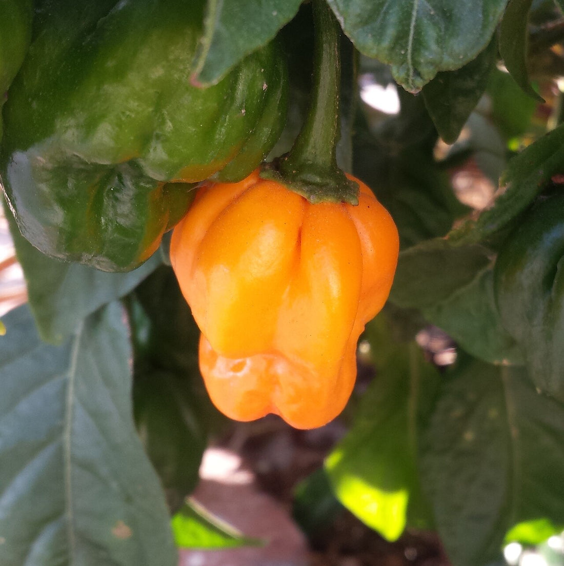 Scotch bonnet chili peppers